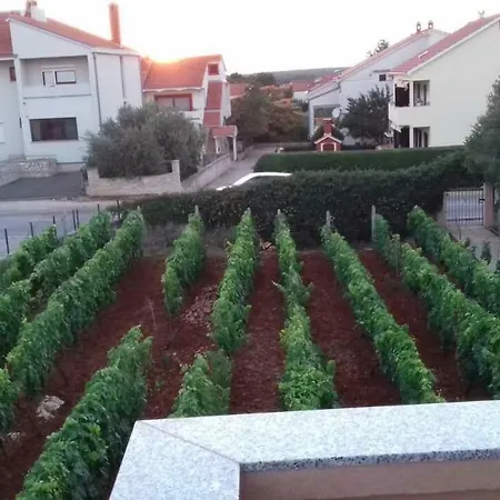 Mediterranean Vineyard * Zadar
